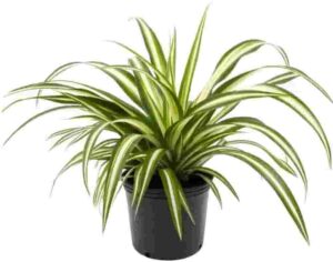 best12 oxygen trees plants name in india.Green Spider Plant