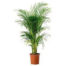 Areca Palm.