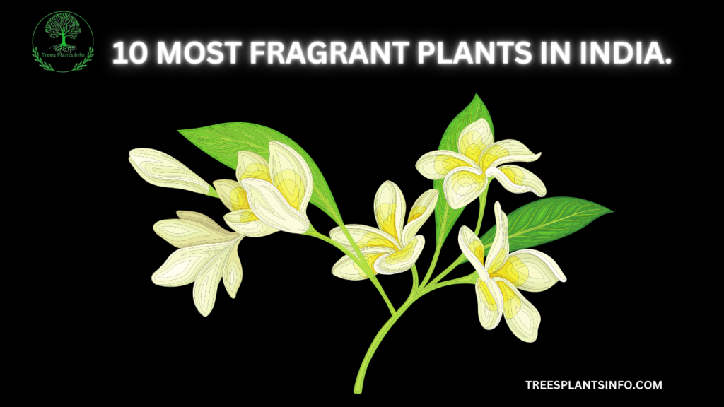 10 most fragrant plants in india