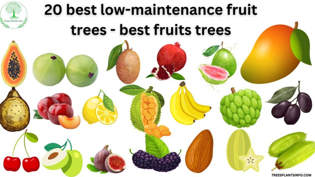 20 best low-maintenance fruit trees