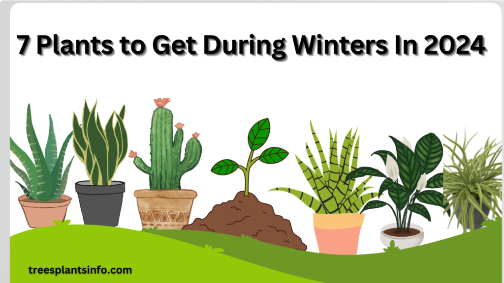 7 Plants to Get During Winters In 2024