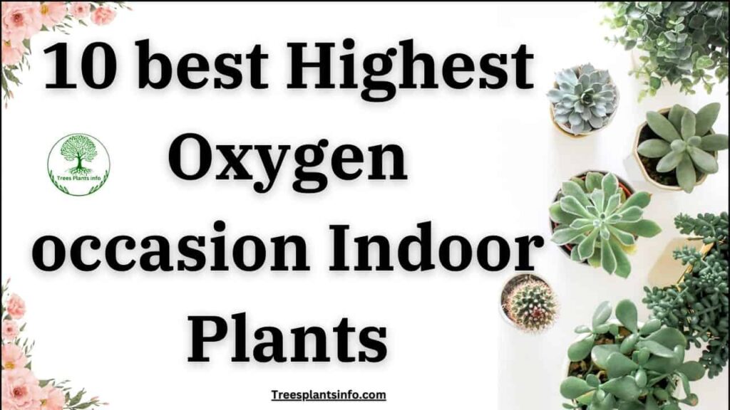 10 best Highest Oxygen occasion Indoor Plants