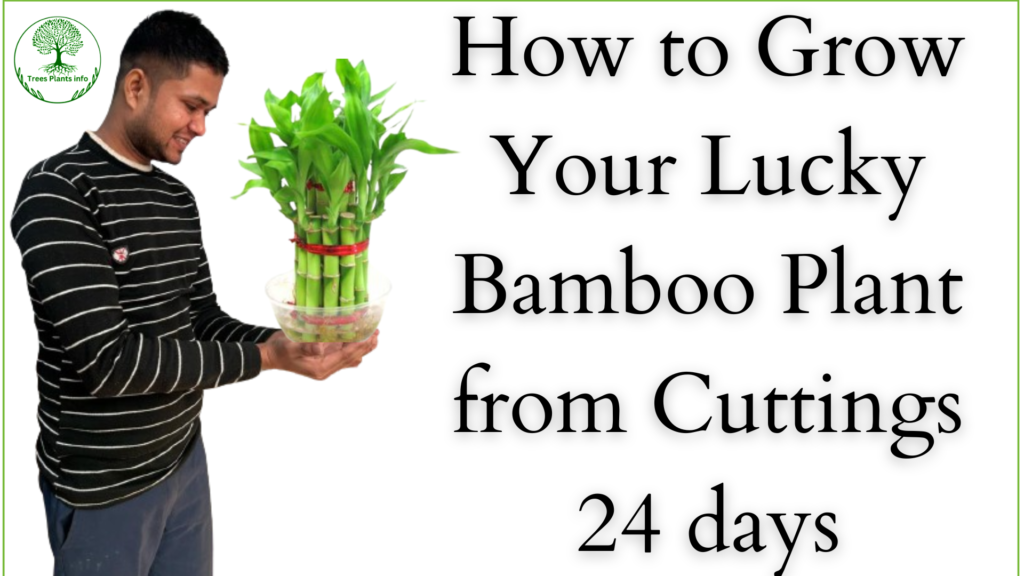 How to Grow Your Lucky Bamboo Plant from Cuttings 24 days