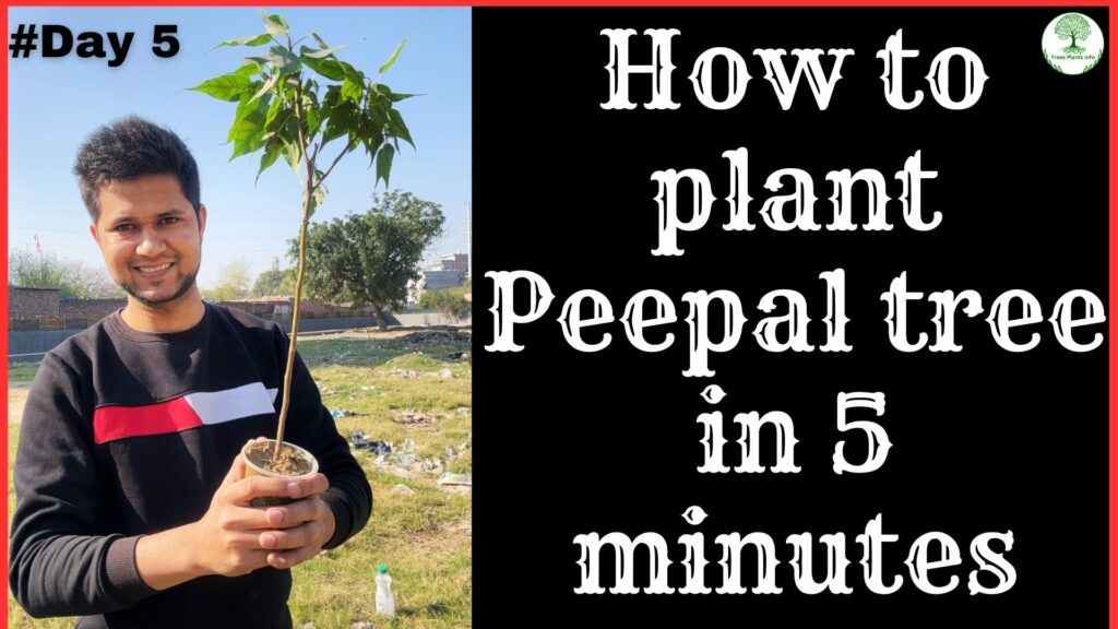 How to plant Peepal tree in 5 minute