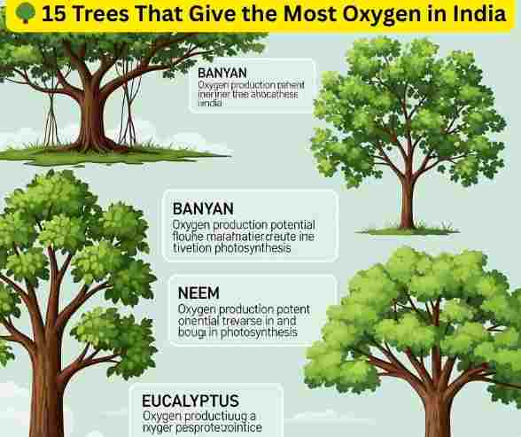🌳 15 Trees That Give the Most Oxygen in India