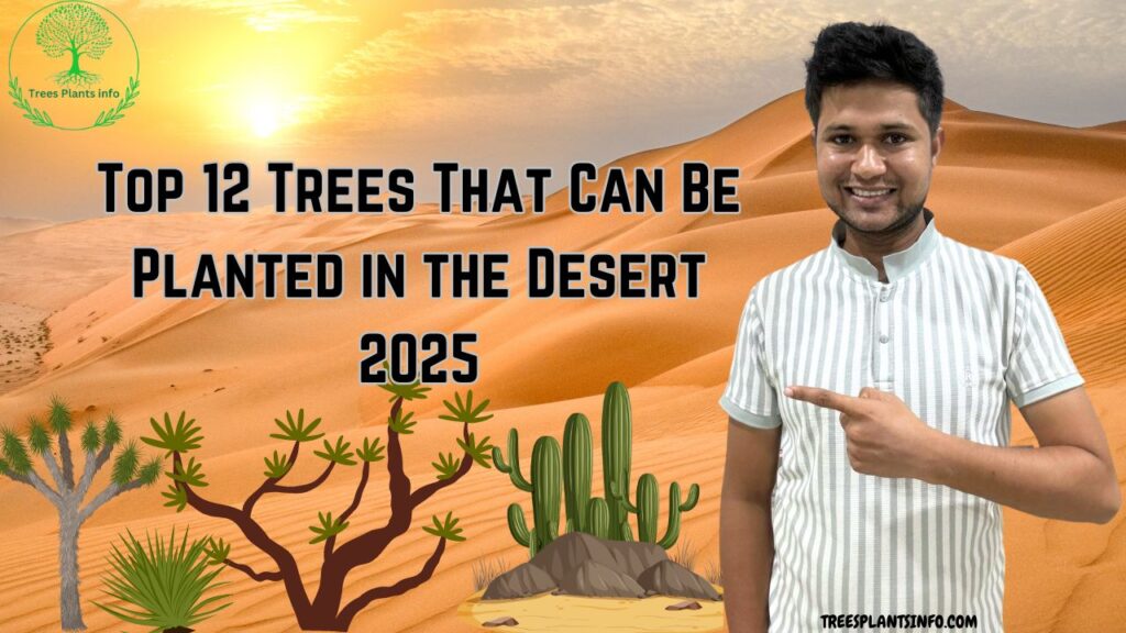 Top 12 Trees That Can Be Planted in the Desert