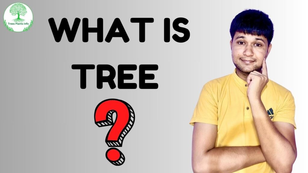 definition of tree