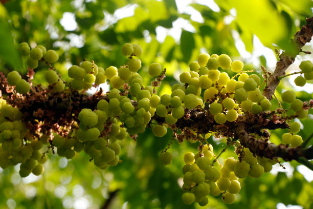 Plant an Amla (Indian Gooseberry) Tree
