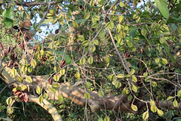Plant an Arjuna Tree