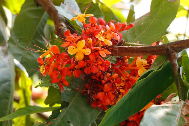 Plant an Ashoka Tree