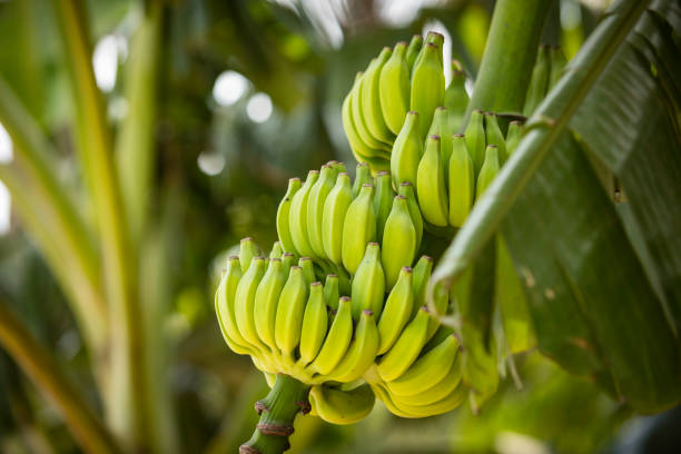 Plant a Banana Tree