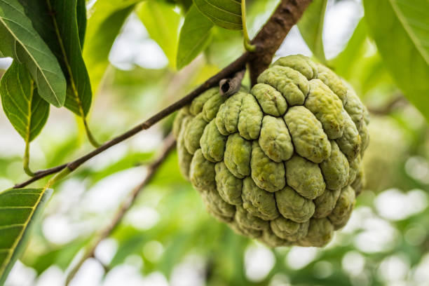 Plant a Custard Apple (Sitaphal) Tree