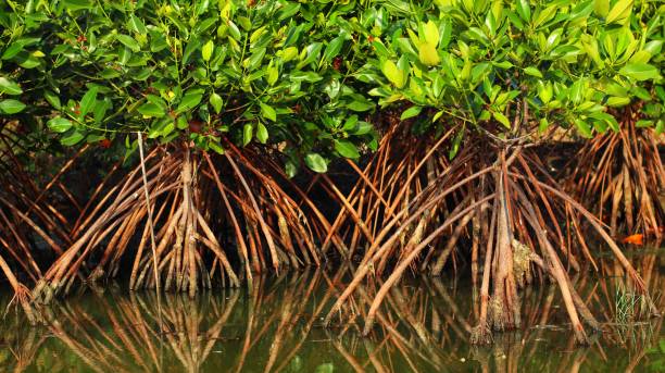 Mangrove forest pic