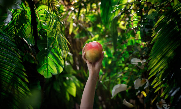 food forest pic