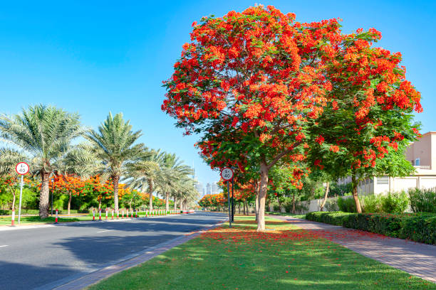 Plant a Gulmohar Tree