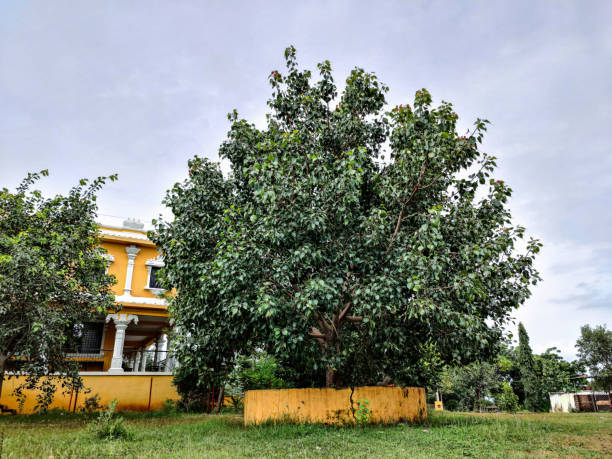 Plant a Kadamba Tree