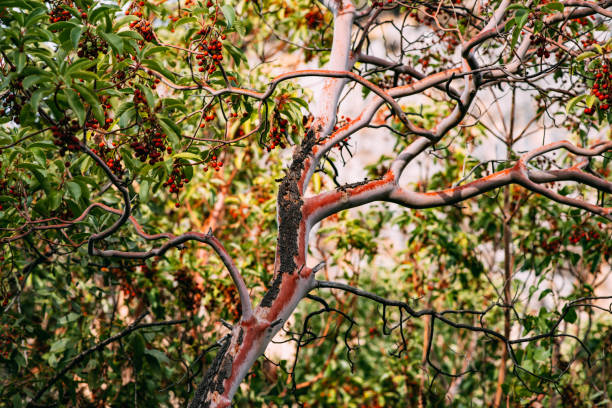 Plant a Sandalwood Tree