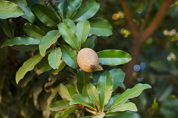 Plant a Sapota (Chikoo) Tree