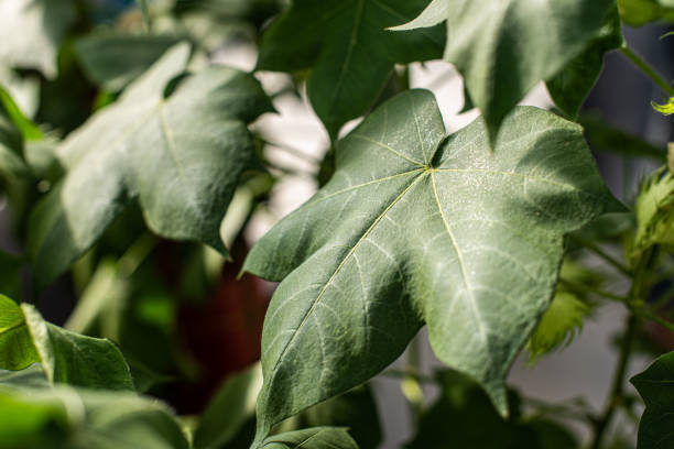 Plant a Semal (Silk Cotton) Tree
