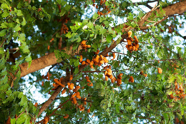 Plant a Tamarind Tree