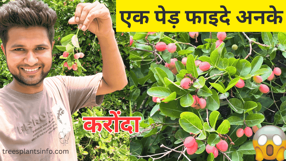#Tags: #KarondaPlant #KarondaBenefits #करोंदा_का_पेड़ #एक_पेड़_फायदे_अनेक #TreeBenefits #FarmingTips #FieldBoundaryPlant #FruitPlanting #SaveTrees #AgroBusiness #DesiFarming #IndianFarming #NaturalFence #करोंदा_की_खेती